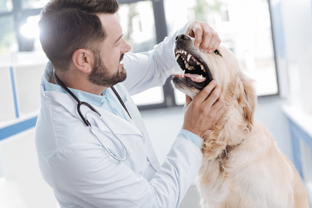 dog emergency vet