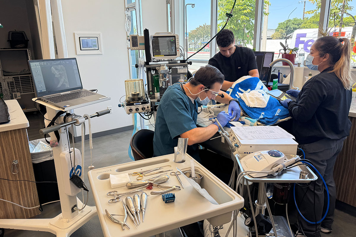 Dentistry - Beach Animal Urgent Care, Huntington Beach Veterinarian