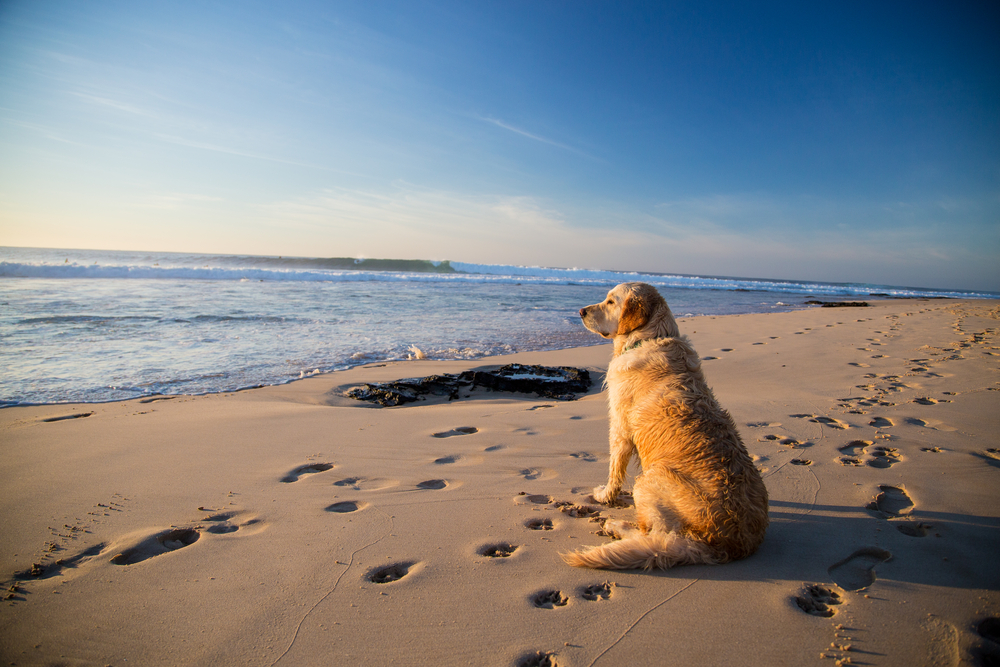 Dog Emergency Veterinarian - Beach Animal Urgent Care, Huntington Beach Veterinarian