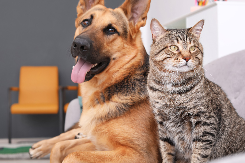 New Patients - Beach Animal Urgent Care, Huntington Beach Veterinarian