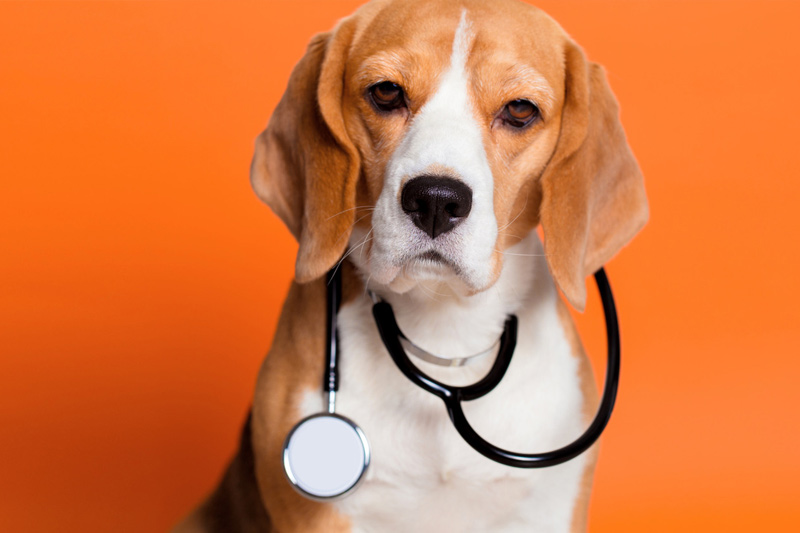 New Patients - Beach Animal Urgent Care, Huntington Beach Veterinarian